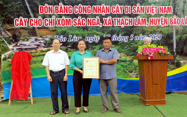 Cao[-]Bằng:[-]Đón[-]Bằng[-]công[-]nhận[-]Cây[-]di[-]sản[-]tại[-]huyện[-]Bảo[-]Lâm